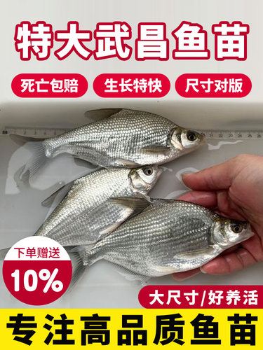 武昌鱼苗扁鱼苗特大尺寸四川重庆本地鳊鱼苗养殖柳叶边鱼淡水养殖