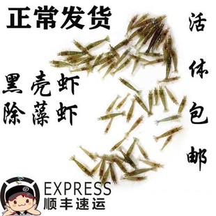 免包装 包邮 黑壳虾活体虾除藻虾河虾米虾草虾