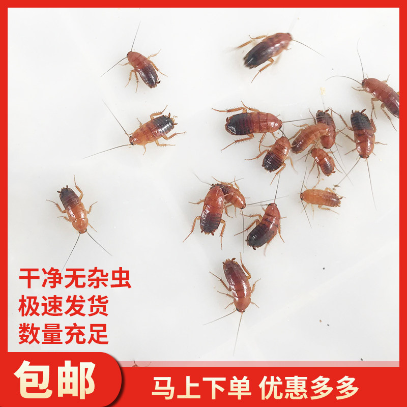 樱桃红蟑螂活体饲料龙鱼蜥蜴守宫鬃狮蝎子蜘蛛食物活虫幼体成体