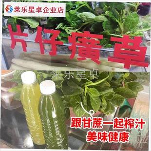 片仔癀草苗盆栽新鲜真品种食用有机天然去火嫩S叶鲜叶清热片仔癀.