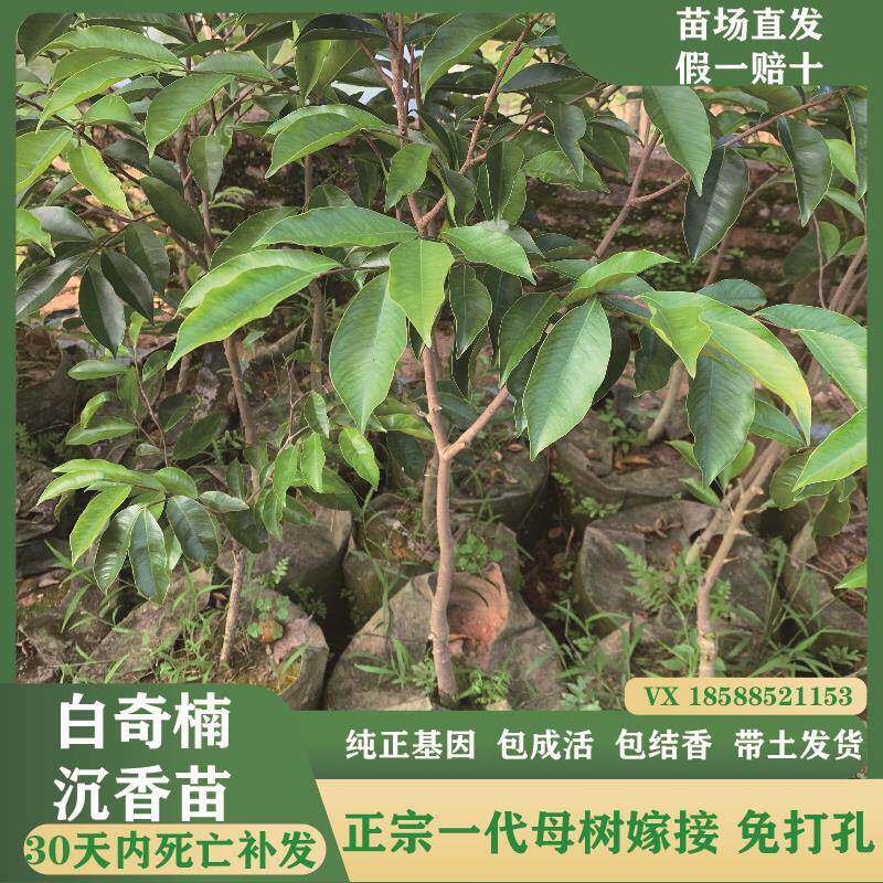 白奇楠沉香树苗正宗原母树一代白棋奇楠沉香嫁接苗名贵盆栽带土