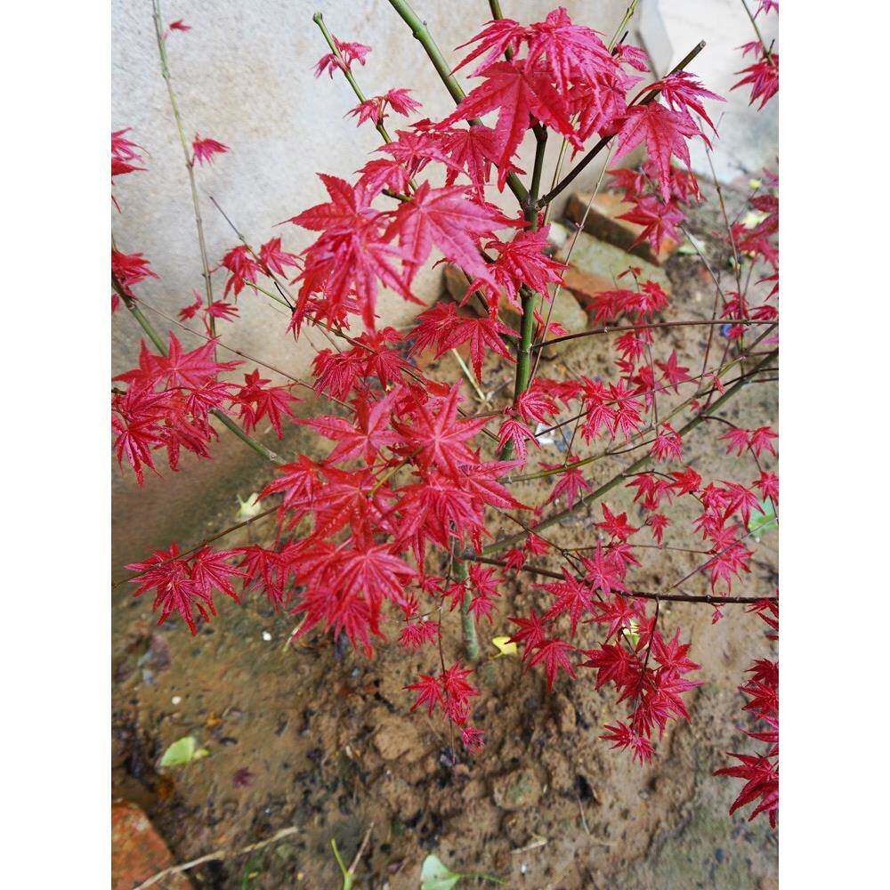 红枫苗盆栽地栽日本红枫树苗小苗红舞姬庭院种植绿化名贵观赏植物