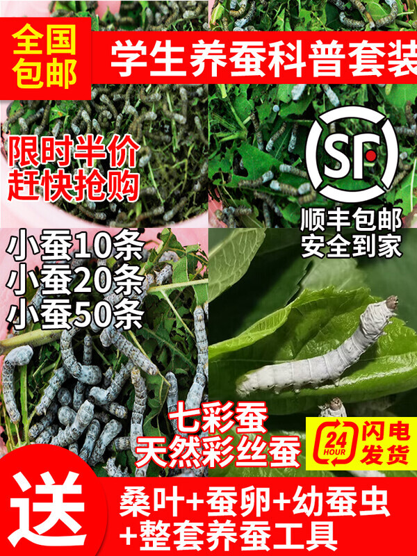 科普蚕学生宝宝套装儿童养蚕活体幼虫蚕卵活物金丝七彩小蚕彩色茧
