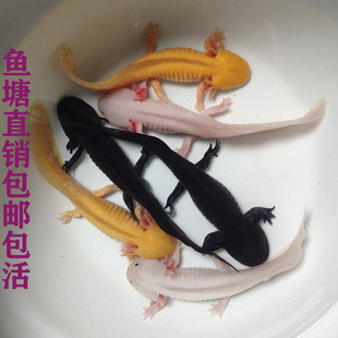 六角恐龙鱼六角龙鱼两栖蝾螈小火龙观赏鱼淡水宠物鱼活体金鱼锦鲤