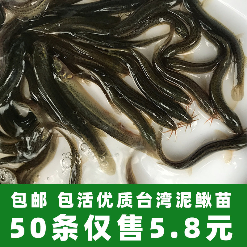 泥鳅苗龙鱼苗饲料活体鱼苗筏钓淡鱼