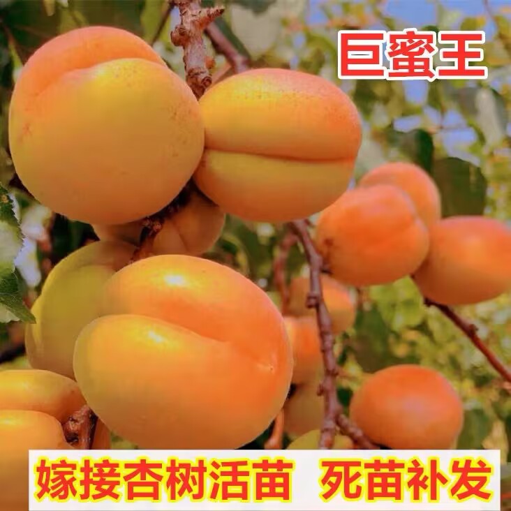巨密王杏树果苗特大嫁接盆栽果树南北方庭院地栽活苗早熟当年结果