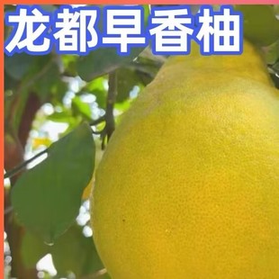 龙都早香柚树苗特大嫁接盆栽水果树果苗南北方庭院地栽柚子苗大树