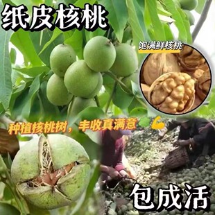 纸皮核桃树果苗特大嫁接盆栽果树南北方庭院地栽薄皮矮化当年结果