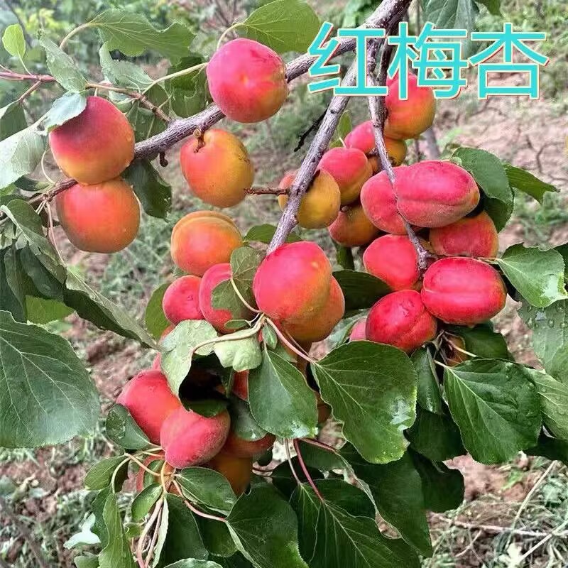 宝石红杏树果苗特大盆栽嫁接果树南北方庭院地栽大树软甜当年结果