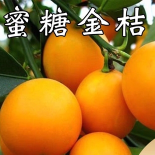 蜜糖金桔树苗阳台盆栽果苗南北方庭院地栽金橘大树四季无核大果
