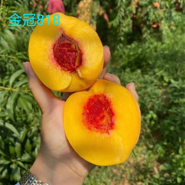金冠818黄桃树苗嫁接盆栽果树甜脆早熟特大果苗庭院地栽当年结果