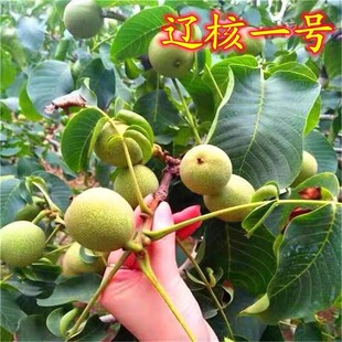 辽宁纸皮核桃树果苗特大嫁接盆栽果树南北方庭院地栽薄皮当年结果