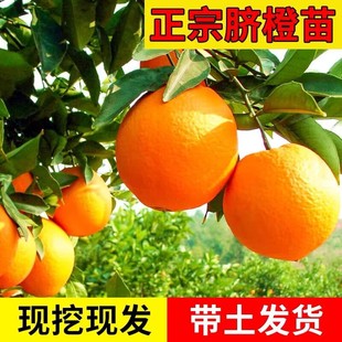 富川脐橙树苗阳台盆栽嫁接果苗南北方庭院地栽橙子大树薄皮甜橙