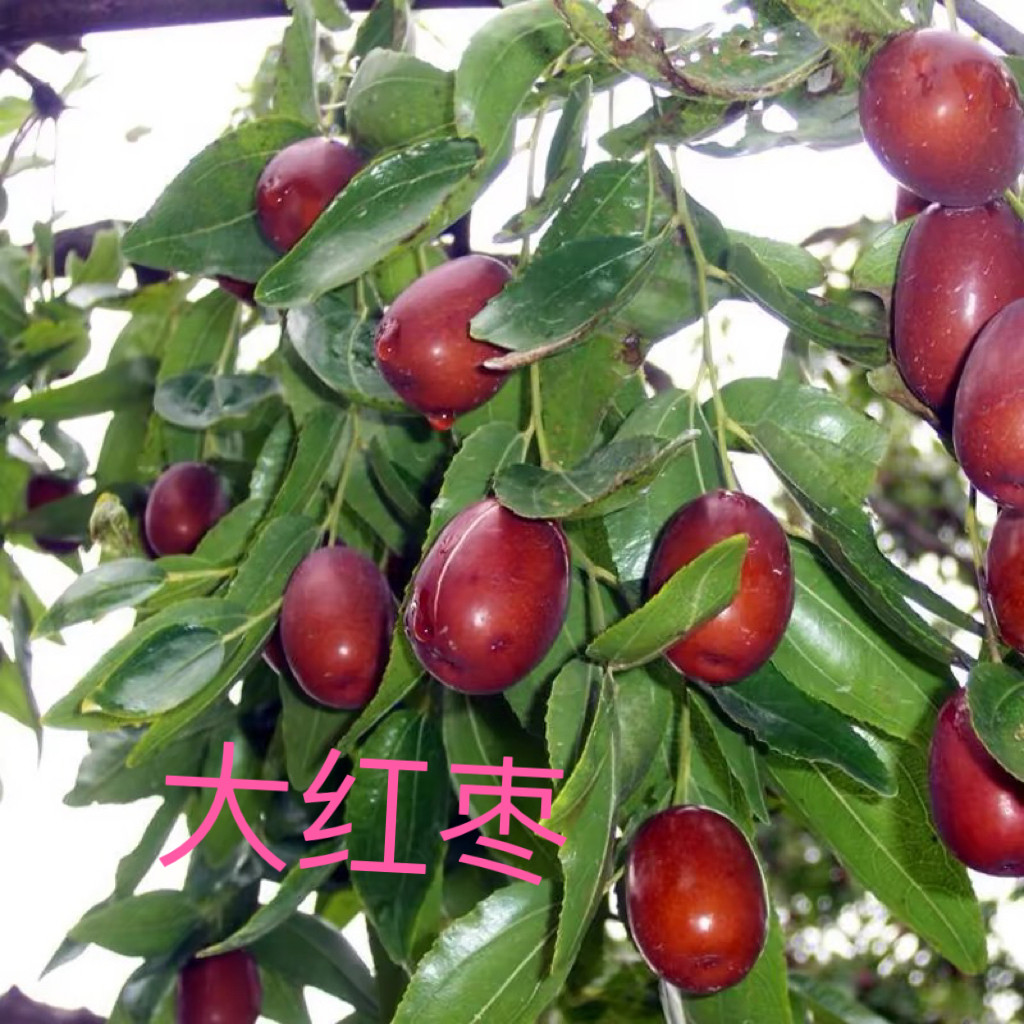 大红枣树苗特大嫁接盆栽果树南北方庭院地栽活苗耐寒矮化当年结果