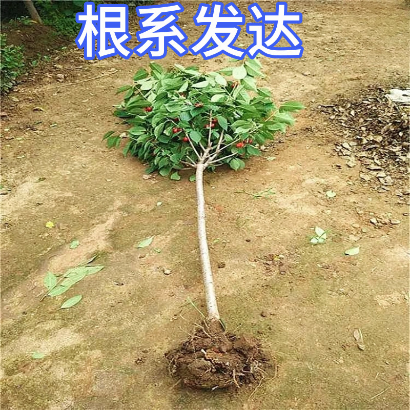 明珠大樱桃树苗嫁接盆栽果树南北方庭院地栽矮化车厘子当年结果