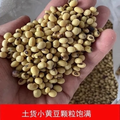 重庆土特产黑肚脐老品种小黄豆农家自种黄豆芽打豆浆专用