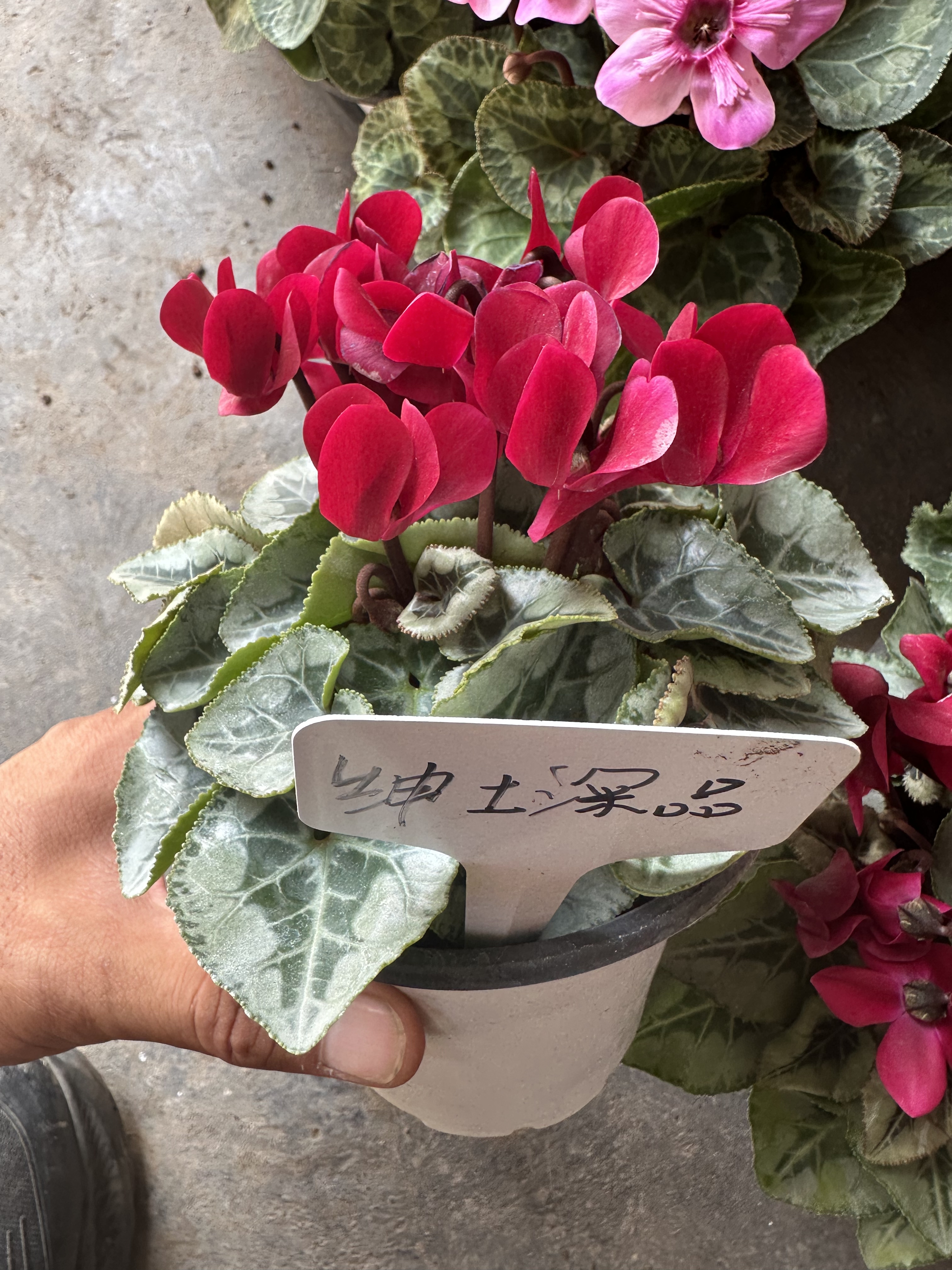 仙客来四季开花客厅办公桌花卉植桌面绿植