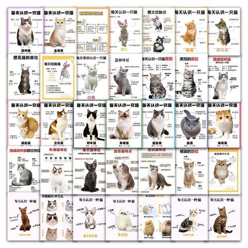 小猫猫咪三花猫蓝猫图鉴装饰贴画