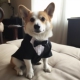 狗狗婚礼衣服西装 礼服宠物西服燕尾服柯基柴犬金毛婚纱照衣服