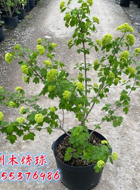 欧洲木绣球耐寒别墅庭院观花