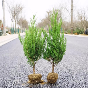 蜀块塔松树苗桧柏墓地松四季常青绿化苗龙柏树苗塔柏苗龙柏球小苗