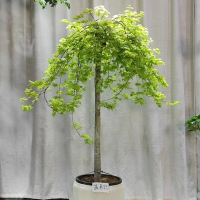 流泉枫墅大型风景树11