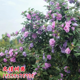 木槿花树苗重瓣红色白色紫玉庭院园林风景大树绿化苗木可食用花卉