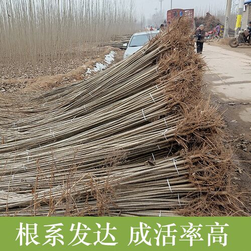 白杨树苗白杨树107速生无絮杨树苗河堤道路绿化苗占地拆迁新品种