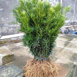 罗汉松树苗雀舌小叶米叶红芽罗汉松小苗庭院阳台四季常青盆景素材