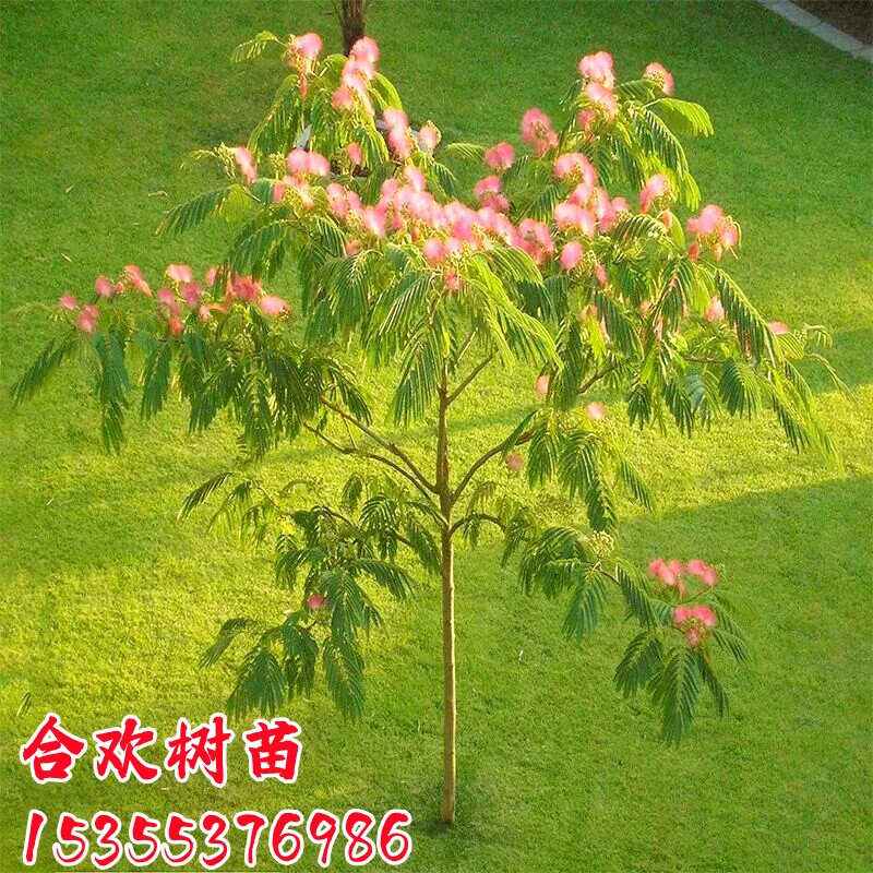 合欢树苗合欢苗绒花树苗芙蓉花树苗庭院花卉盆栽当年开花合欢苗