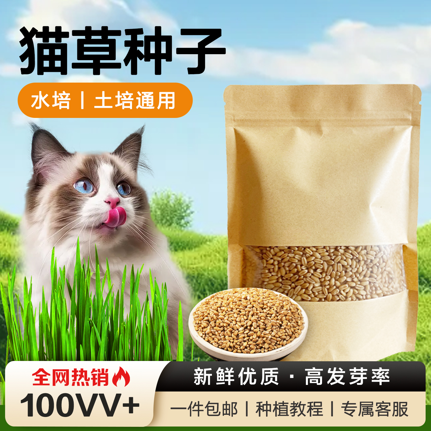 全网热销500W+!猫草种子高发芽率