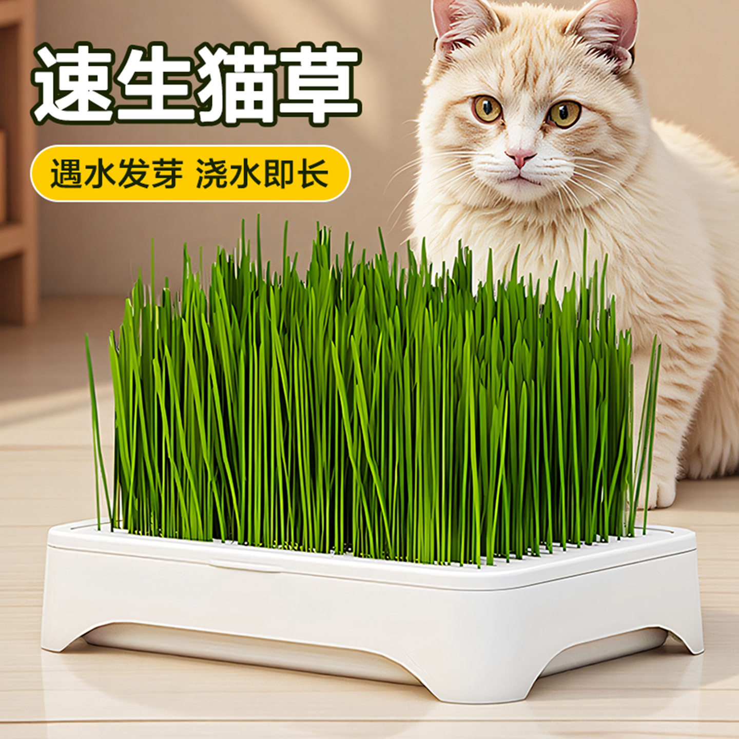 猫草无土水培盆栽猫草种子育苗盘