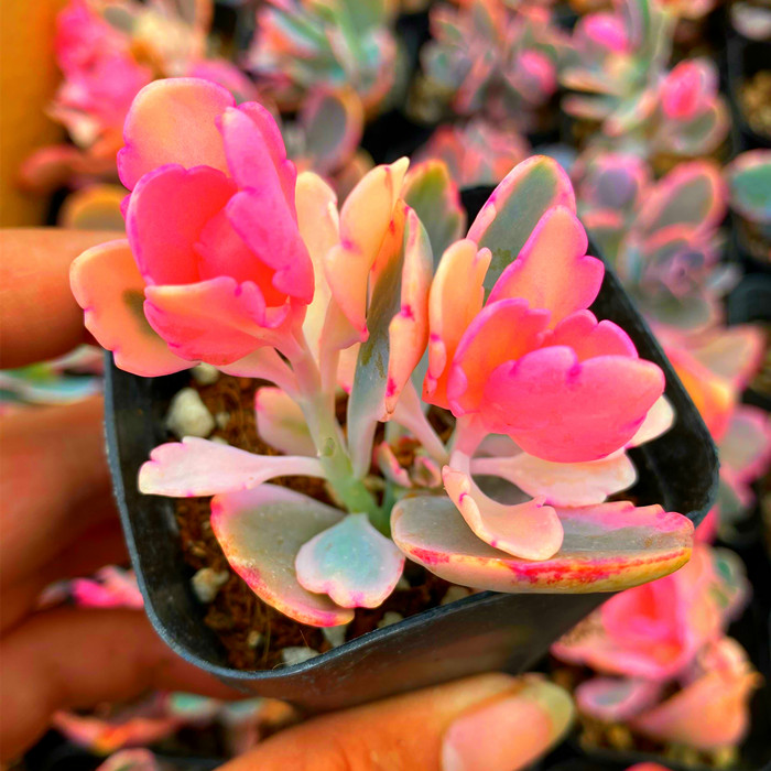 玉吊钟锦蝴蝶之舞锦自然锦双头