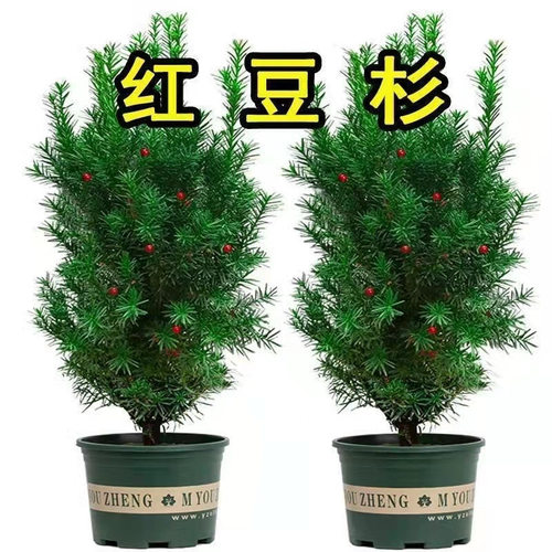 红豆杉树苗曼地亚大小型盆栽正宗盆景苗植物室内绿植结果地栽