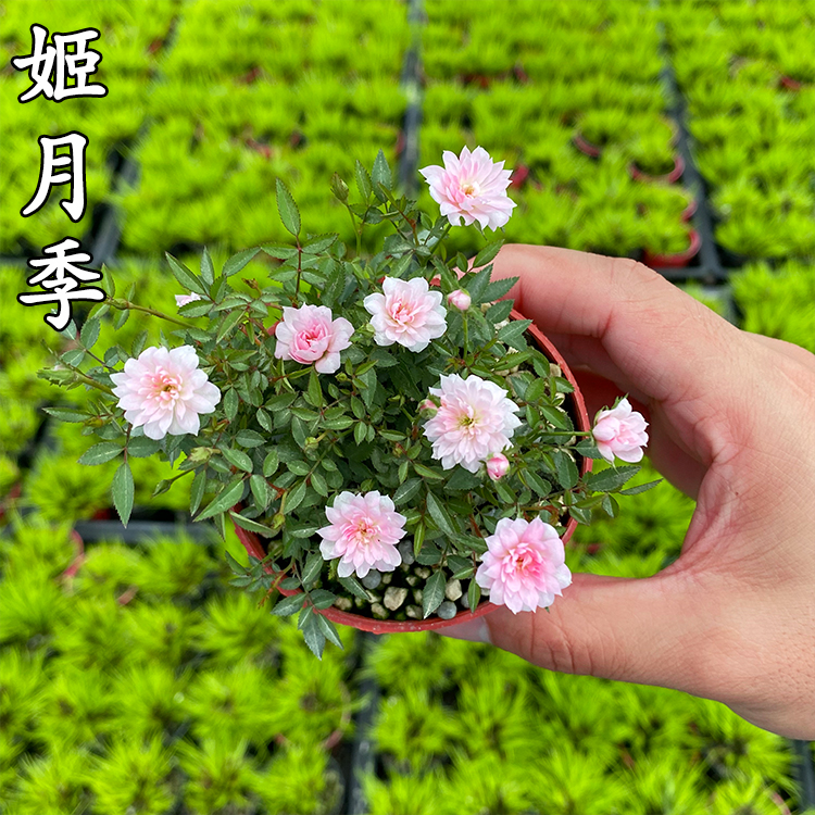 微蔷薇迷你微盆景阳台桌面四季花