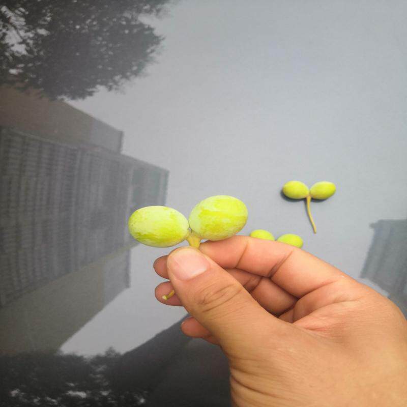 维修检查神奇的果实，来自大自然的馈赠，十元六个，量大从优议价