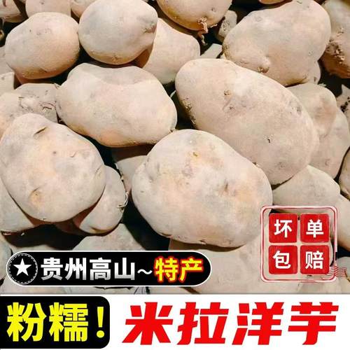 粉糯拉丝农家自种黄心米拉洋芋