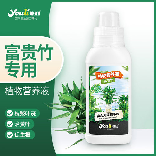 富贵竹专用营养液促生根改善黄叶