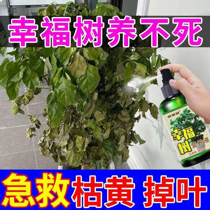 （幸福树专用肥料急救掉叶子黄叶黑斑促生根客厅绿植大棵盆栽营养