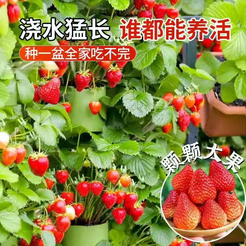奶油草莓苗四季开花结果原盆原土种苗/半成品盆栽