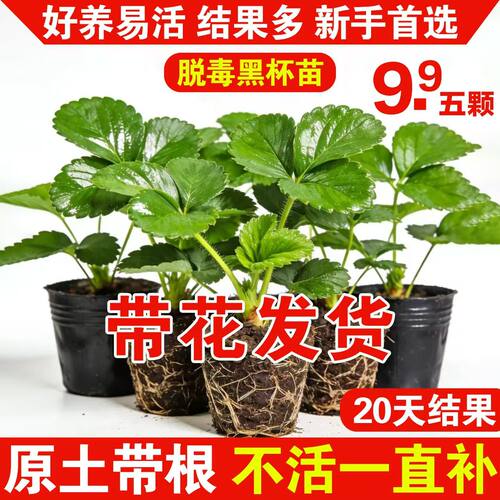 四季奶油草莓苗盆栽原盆原土大果草莓苗秧苗大苗阳台种植当年结果