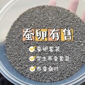 蚕宝宝蚕籽蚕卵学生养蚕套装 蚕蛋天然彩蚕子金丝蚕桑叶新鲜宠物种