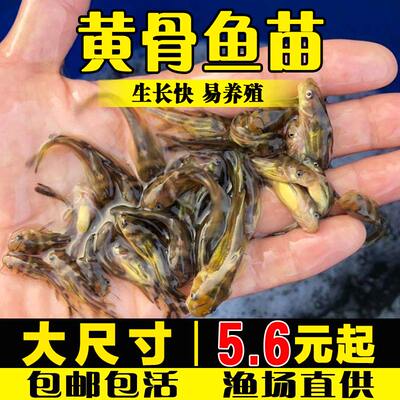 黄骨鱼黄辣丁黄鸭叫鱼苗淡水养殖食用黄丫头小鱼苗昂刺鱼黄颡鱼苗