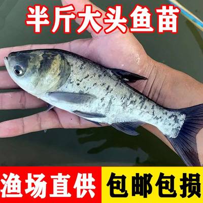 花鲢鱼苗淡水好养殖半斤鲢鳙鱼苗特大胖头鱼四大家鱼雄鱼大头鳊鱼