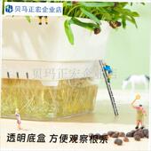 水培豆芽种植观察盒幼儿园u无土栽培蔬菜设备水培芽苗菜发芽育苗