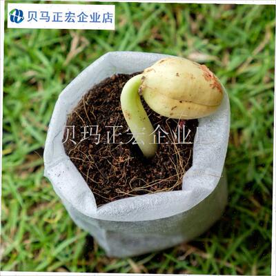 蔬菜育苗玉米育种无纺布育苗袋12*1G2免脱育苗袋透气透水美植种