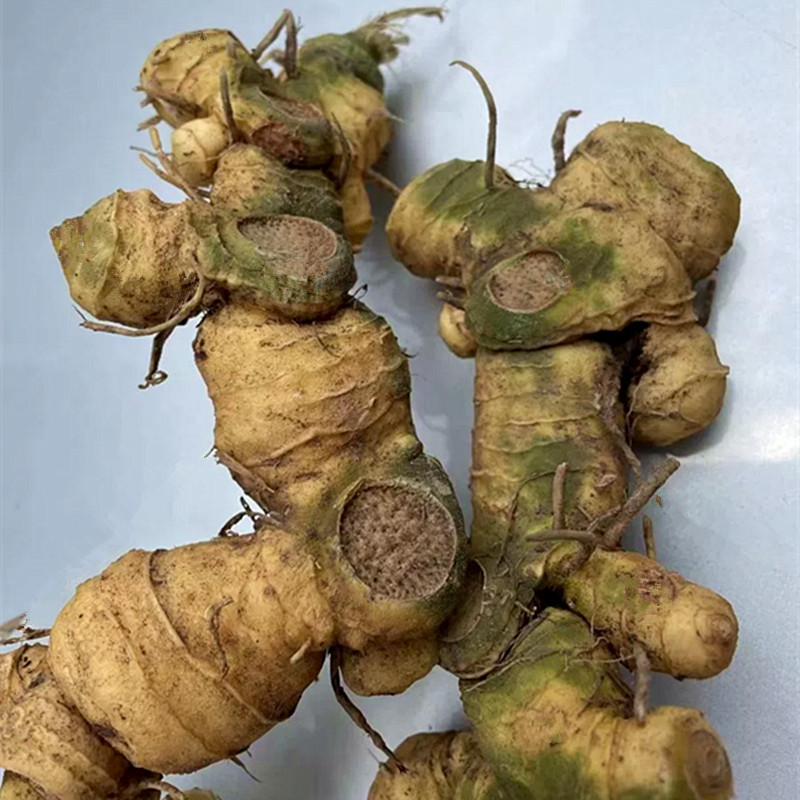 仿野生新鲜黄精老虎姜煲汤泡酒