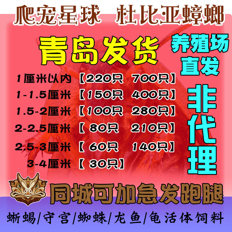 杜比亚蟑螂活体饲料活饵杜比亚幼体亚成体蜥蜴龙鱼守宫鬃狮繁殖组