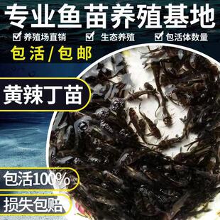 黄颡鱼苗活体黄骨鱼苗淡水养殖昂刺食用黄丫头黄鸭叫黄辣丁小鱼苗