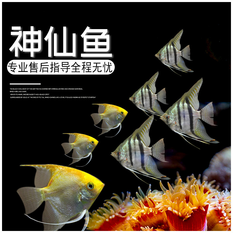 七彩神仙鱼 热带鱼观赏鱼活体燕鱼秘鲁璃墨燕蓝魔鬼小型鱼苗免邮